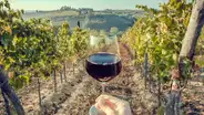 El país sudamericano que lidera la exportación de vino a Estados Unidos: es más preferido que Francia
