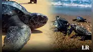 La tortuga marina más grande del mundo está en Sudamérica: única especie con un caparazón suave