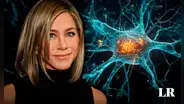 Neurona 'Jennifer Aniston': ¿por qué un científico argentino nombró así a una célula nerviosa?