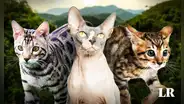 Las 3 razas de gato más exclusivas del mundo en 2024: pagaron hasta 20.000 dólares