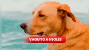 ‘Vaguito’ a solo 6 soles: ¿cómo y dónde se pudo acceder a la promoción por la Fiesta del Cine?