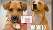 ¡A sala llena! 'Vaguito' es un rotundo éxito tras baja acogida en su debut: "Ganó la unión"