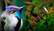 El colibrí más hermoso de la Tierra está en Sudamérica: sus plumas cambian de color con la luz
