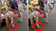 Maltrato animal en Centro de Lima: obligan a poni a tirar de carroza pese a tener un pata herida