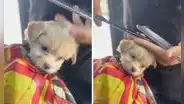 Peruana lleva a su perrito a barbería para su corte de pelo y enternece en redes: “Todo un caballerito”