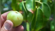 Conoce el 'árbol de la muerte', el más peligroso del mundo: uno de sus frutos puede matar a 20 personas