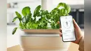 Así puedes tener tu huerto inteligente como el de un masterchef: es más barato y fácil de realizar