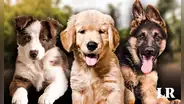 Esta es la raza de perro más inteligente del mundo en 2024, según un nuevo estudio