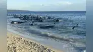 Más de 160 ballenas piloto quedaron varadas en una playa de Australia, 26 de estas murieron