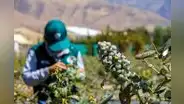 Perú se encamina a ocupar el octavo puesto como exportador mundial de fruta este 2024, según Mincetur