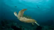 Estudio revela una ayuda nunca antes vista entre tortugas verdes y peces en el mar de Perú