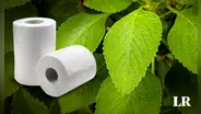 La planta usada como alternativa al papel higiénico en Estados Unidos y África: "Suaves y huelen a menta"