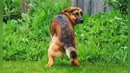 ¿Por qué mi perro me mira cuando hace sus necesidades?