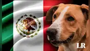 ‘Vaguito’ llegaría a México: ¿cuándo se estrenaría la película del ‘Hachiko peruano’ en los cines?