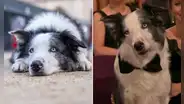 Messi, el perro estrella de ‘Anatomía de una caída’, tendrá su programa propio de televisión