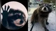 ¿Cómo se originó el clip viral de Pedro, el mapache de TikTok? Conoce su verdadera historia