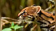 Descubren nueva especie de tigrillo silvestre que habita en las montañas nubosas de América Latina