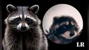 Procyon lotor: cómo es el mapache del video viral de ‘Pedro, Pedro, Pedro’