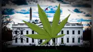 Estados Unidos recalificaría a la marihuana como droga de "bajo riesgo" por primera vez en 50 años