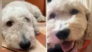Ventanilla: familia busca a Shiro, su perrito que escapó por miedo a fuegos artificiales
