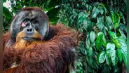 ¡Buenas noticias! Científicos captan, por primera vez, a un orangután curándose una herida con planta medicinal