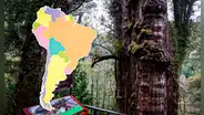 El árbol más antiguo del mundo tiene más de 5.400 años, mide 30 metros y es originario de Sudamérica