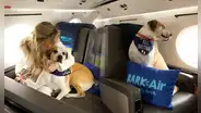 La buena noticia para los amantes de los perros: lanzan la primera aerolínea pet-friendly