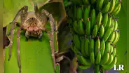Esta es la ARAÑA MÁS VENENOSA del mundo que vive en cinco países de Latinoamérica