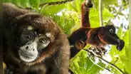 Descubre el mono que se creía extinto y solo habita en Perú: ¿cómo es esta especie?