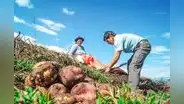 FOGASA: Fondo del Seguro Agrario incluirá a productores forestales