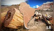 El bosque petrificado más grande del mundo está en Sudamérica: hay árboles desde hace 65 millones de años