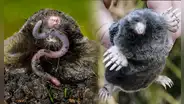 Conoce al animal más pequeño de Estados Unidos: mide 2 cm y pesa 12 gramos