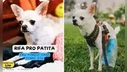 ¡Apoyemos a Tommy! Organizan rifa para operar a perrito que sufre problemas en los huesos