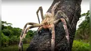 La araña más venenosa del mundo está en Sudamérica: su cuerpo mide como la palma de una mano