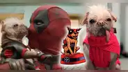 ‘Deadpool & Wolverine’: conoce a Peggy, "la perrita más fea del mundo" que interpretará a ‘Dogpool’, la versión canina del antihéroe de Marvel