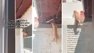 Gatito usa insólito método para escapar de casa y usuarios dicen: “Ni Tom Cruise en 'Misión imposible'”
