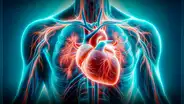 ¡Atención! Médicos reconocen nuevo órgano en el cuerpo humano: está cerca al corazón