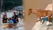 Un caballo queda atrapado en el techo durante devastadoras inundaciones en Brasil