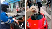 Perrito en auto se vuelve viral en redes por ser 'intervenido' por fiscalizador de la ATU