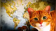 Este es el país líder con más gatos domésticos en el mundo: supera a China y Rusia