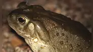 Atención: científicos descubren una nueva esperanza para la ansiedad y la depresión en las toxinas de un sapo del río Colorado