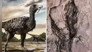 Descubren en China huellas de un dinosaurio gigante con tan solo dos dedos