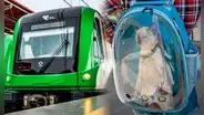 ATU: mascotas podrán ser transportadas en buses y trenes de Metropolitano, Línea 1 y corredores