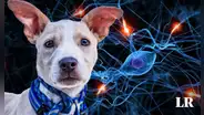 Los perros podrían olvidar a sus dueños al sufrir una enfermedad similar al alzhéimer, revela estudio científico