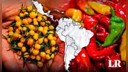 El nuevo ají más picante del mundo está en América: no es de Perú ni México y tiene un récord Guinness