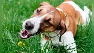 Descubre por qué los perros comen pasto: ¿es verdad o no que está ligado a problemas digestivos?