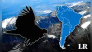 El ave más grande del mundo habita en Sudamérica: es considerada un símbolo nacional