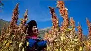 Perú anuncia el más grande plan de irrigación de su historia: 120.000 ha de andenes en la sierra
