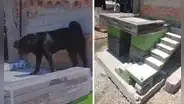 Dueña construyó minivivienda para su perrito y usuarios dicen: “Firulays con casa propia”