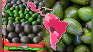 Luna, la nueva variedad de aguacate escogida como el mejor invento agronómico que se produce en América Latina
